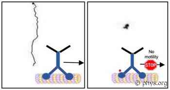Motor proteins haul precious cargo in neurons. How can we control their movement?