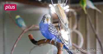Vogelpark Lampertheim: Noch viele unplanbare Faktoren - Echo Online