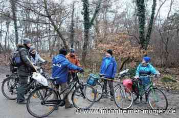 Nabu-Mitglieder säubern Nisthilfen im Lampertheimer Wald - Lampertheim - Nachrichten und Informationen - Mannheimer Morgen