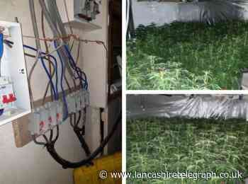 Police find more than 490 cannabis plants following concern for safety call