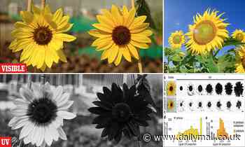 Sunflowers' invisible colours are revealed