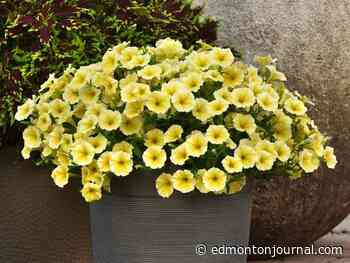 Growing Things: All-American Selections top planting picks for 2022