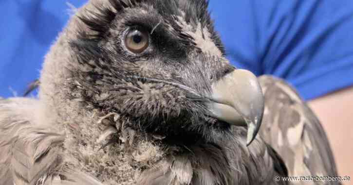 Nach Funkstille: Lebenszeichen von Bartgeier Bavaria