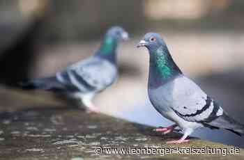 Vergehen gegen Wildtiere bei Renningen - Reh und Tauben müssen qualvoll sterben - Leonberger Kreiszeitung