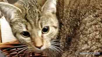 Katze Julchen aus Jena ist erblindet und braucht Hilfe