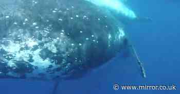 Humpback whale nearly smashes into diver with its tail missing him by two inches