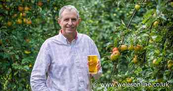 ADVERTORIAL: Cider maker Thatchers is looking to donate apple trees to community groups in Wales