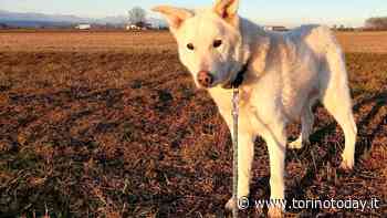 Neve, Bruno e Tito: i cani da adottare a gennaio - TorinoToday
