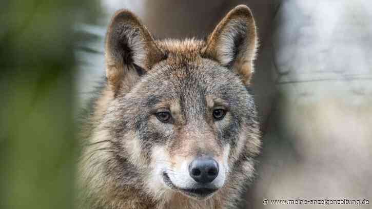 Jagdverband will sich nicht an Wolfsjagd beteiligen