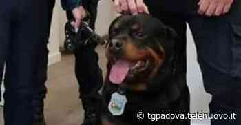 Achille, il rottweiler della polizia di Este, finito in canile è stato adottato - TgPadova