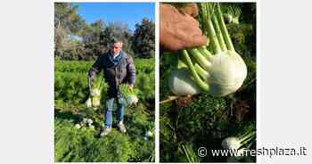 Che fine hanno fatto tutti gli ettari di finocchio coltivati nell'arco ionico? - Freshplaza.it