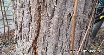 Bamberg: Verkehrssicherung in der Hellerstraße - Robinien müssen gefällt werden - inFranken.de
