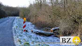 Bäume fällen: Wo ist das im Kreis Helmstedt legal und nötig?