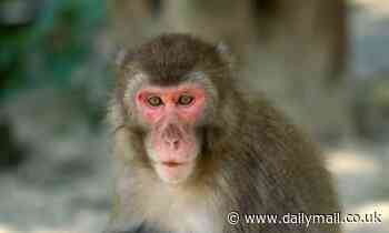 Japan's Monkey Queen could lose her title amid mating season, experts say