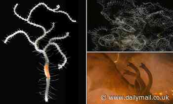 Nature: Branching worm from Japan is named after Godzilla's three-headed nemesis, King Ghidorah