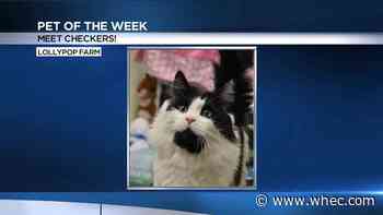 Pet of the Week: Checkers