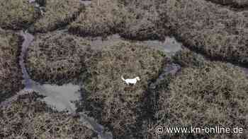 Hund mit Würstchen an Drohne aus dem Watt gerettet