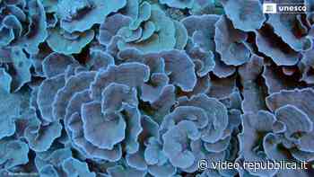 Scoperta una nuova barriera corallina: 'Immensa e incontaminata, è un'opera d'arte' - Repubblica TV