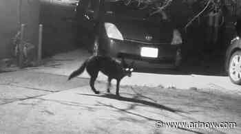 Curious black coyote caught on camera near Lubber Run in Arlington Forest - ARLnow