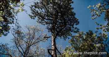 Pinehurst Embraces Its Roots, Forest Bathing Wellness Events - Southern Pines Pilot