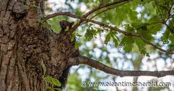 Olean Tree Inventory and Community Forest Management Plan meeting Tuesday - Olean Times Herald