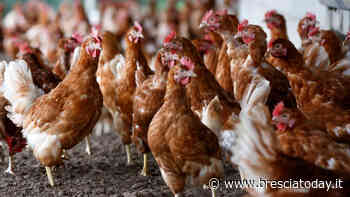 Focolaio di aviaria tra Montichiari e il Basso Garda: abbattuti 48mila polli - BresciaToday