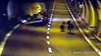 Lecco, asini in galleria della Super: tragedia sfiorata sulla Statale 36 - IL GIORNO