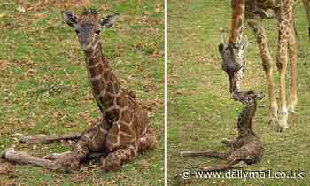 San Diego Zoo is forced to euthanize a two-day-old male giraffe calf named Masai