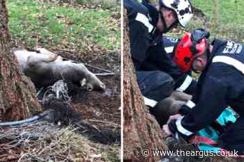 Fire service rescue deer trapped in football netting in Sussex