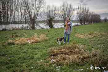 Ledegem zoekt geschikte locatie voor hondenloopweide - KW.be - KW.be