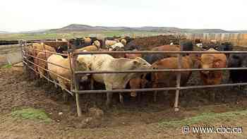 Canadian cattle producers desperate as feed shortage reaches crisis levels