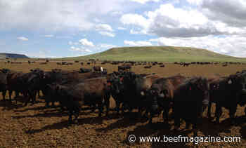 AFBF supports Cattle Transparency Act, except mandatory cash sales