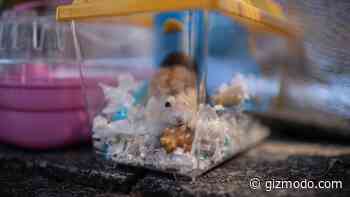 Why Pet Hamsters Are the Latest Suspect in Coronavirus Outbreaks - Gizmodo