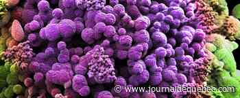 COVID 19 : forte efficacité des vaccins contre les cas graves d’Omicron, selon des données américaines