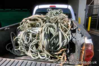Search on for humpback whale entangled in debris off Hawaii - Ealing Times