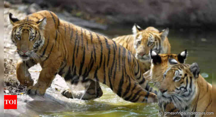 5 new tiger reserves likely in India this year