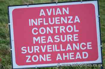 Avian flu surveillance zones in Northern Ireland to be lifted - Ealing Times