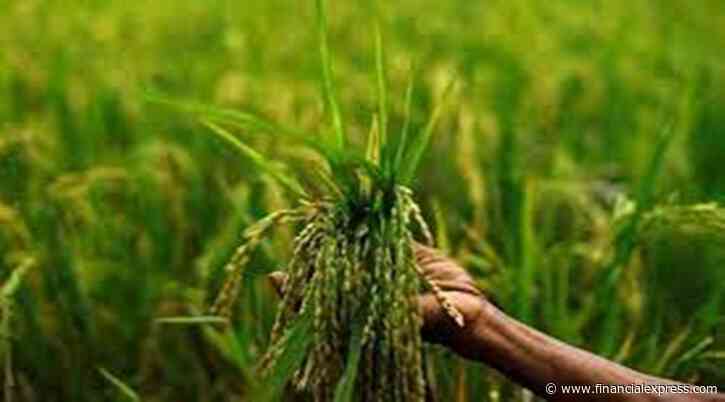 Rabi crops prospects brighten with adequate winter rainfall