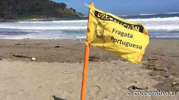 La fragata portuguesa no toma vacaciones y obliga al cierre de playas de Tongoy y Puerto Velero