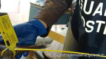 Modena. Sequestrati 64 chili di pesce pericoloso - La Gazzetta di Modena