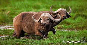 Enduimet Wildlife Management Area - World Wide Fund For Nature