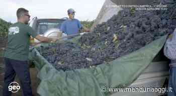 MANDURIA - La trasmissione di Rai Tre 'Geo' ha dedicato ieri uno splendido servizio alle bellezze del territorio e alle risorse di Manduria. I video - ManduriaOggi