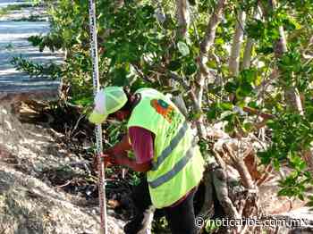 SEOP no puede continuar con la tala de árboles en el bulevar Bahía - Noticaribe
