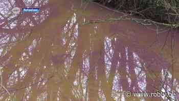 Roodbruin water aan meer van Rotselaar te wijten aan blauwalgen, Natuur en Bos vraagt eraf te blijven - ROB-tv