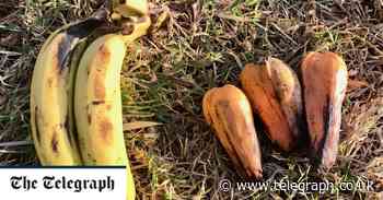 'False banana' could solve food shortages caused by climate change - Telegraph.co.uk