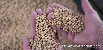 What is bioengineered food? An agriculture expert explains - The Conversation AU