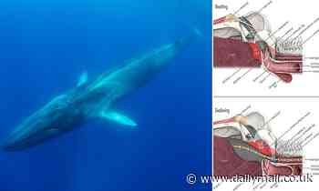 Nature: Biologists determine how whales gulp down food underwater without drowning - Daily Mail