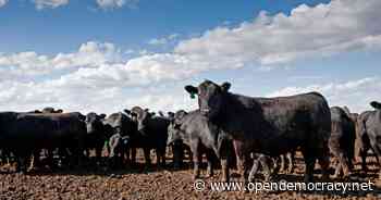 The world's food systems are in crisis, and big agribusiness is at its heart - Open Democracy