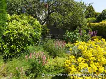 Urban gardens are a dependable food source for pollinators through the year, study suggests - British Ecological Society