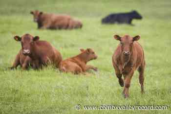 Canadian cattle producers desperate as feed shortage reaches crisis levels - Comox Valley Record